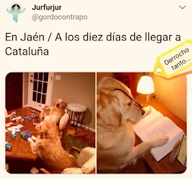 perros, Jaén, Cataluña, cartas, libro
