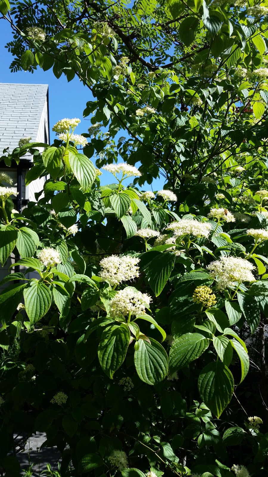 Renaissance Men The Best Ornamental Trees For Calgary