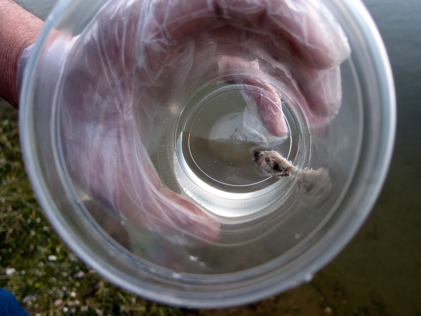 GOING PLACES ON EATING, DRINKING, AND ADVENTURE. How to Clean a Bat Skull!