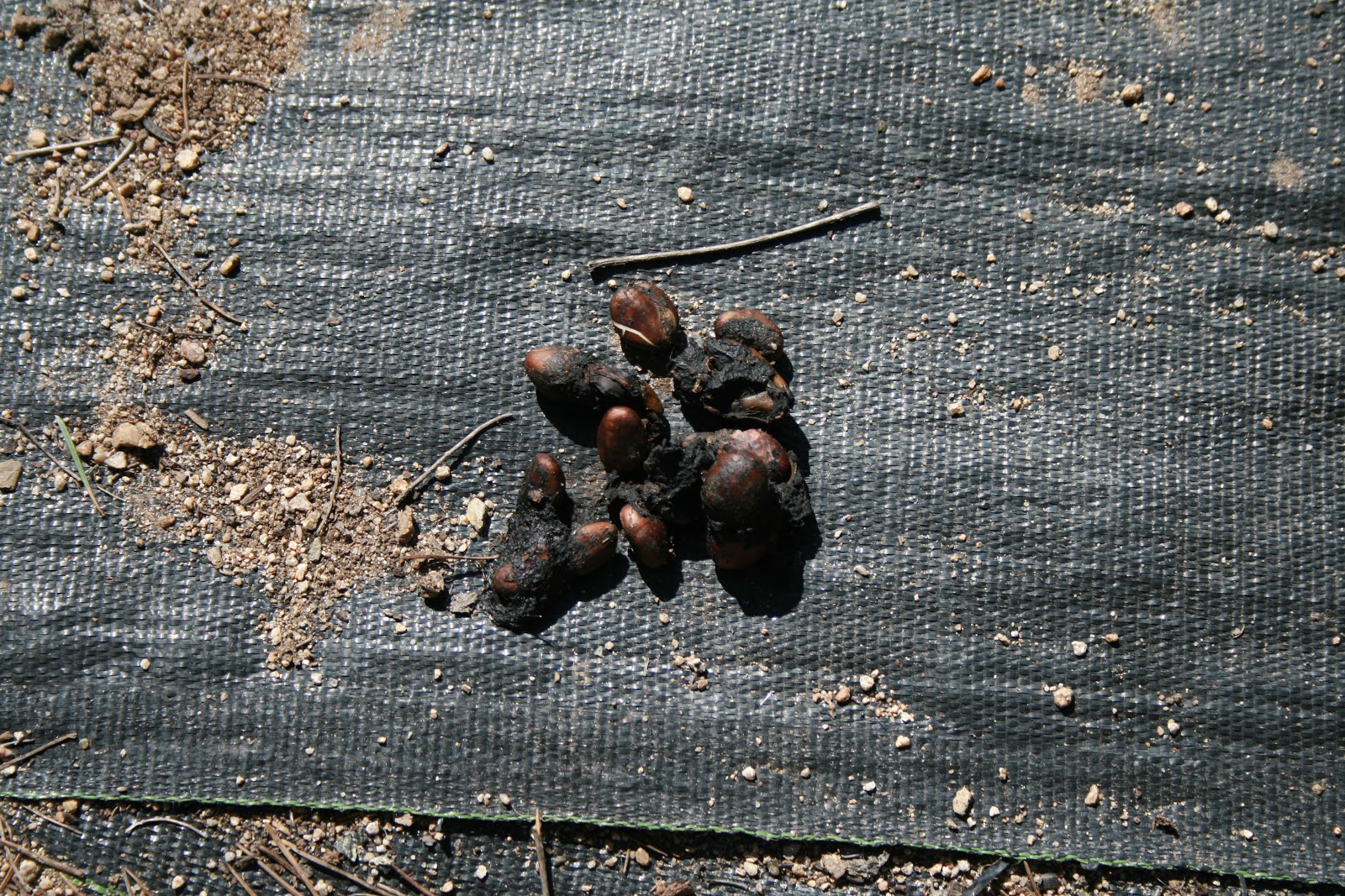 Plant A GardenIt'll Grow On You The Real Poop