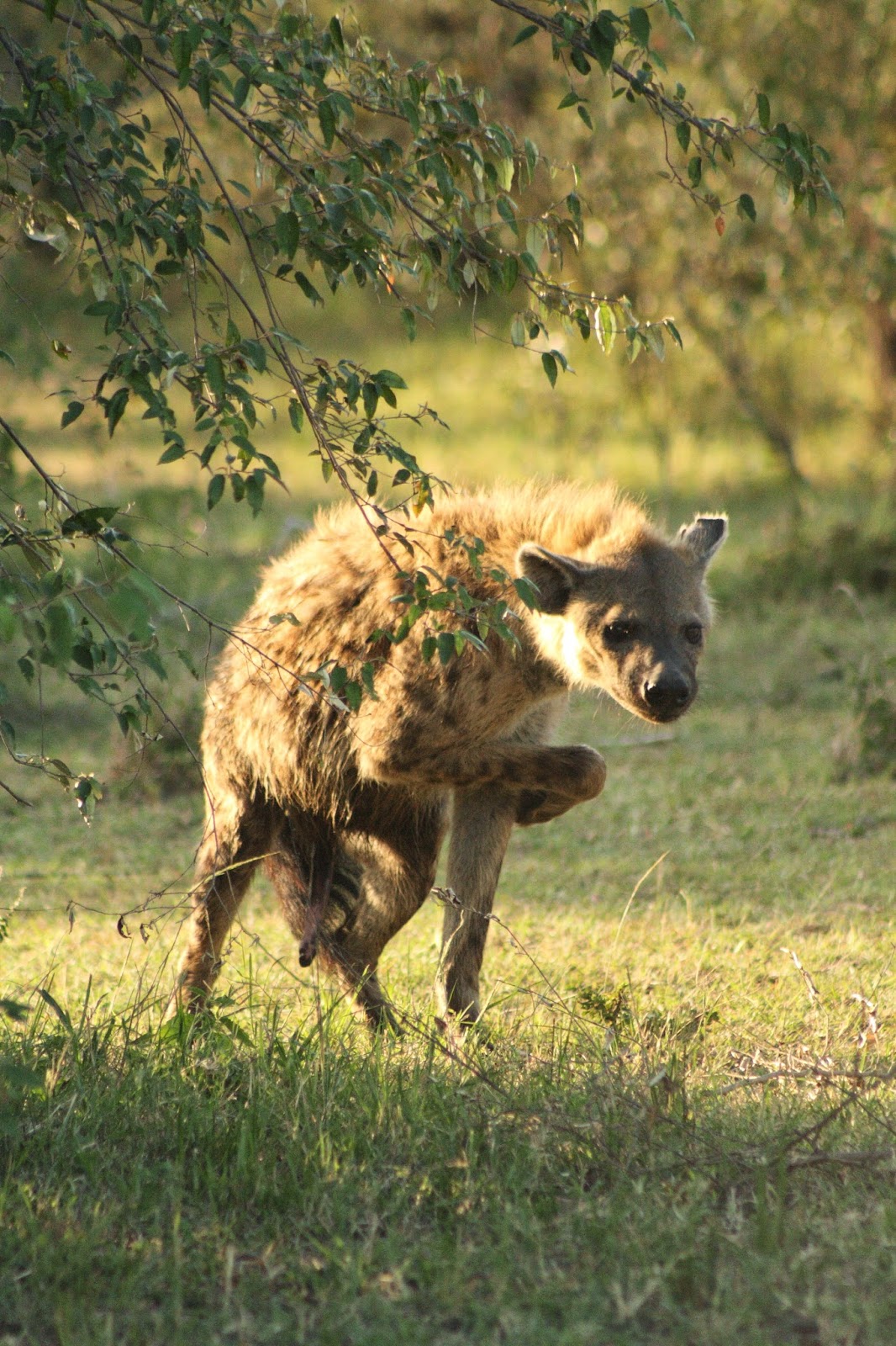 Notes From Kenya MSU Hyena Research A Dating Guide for Male Hyenas
