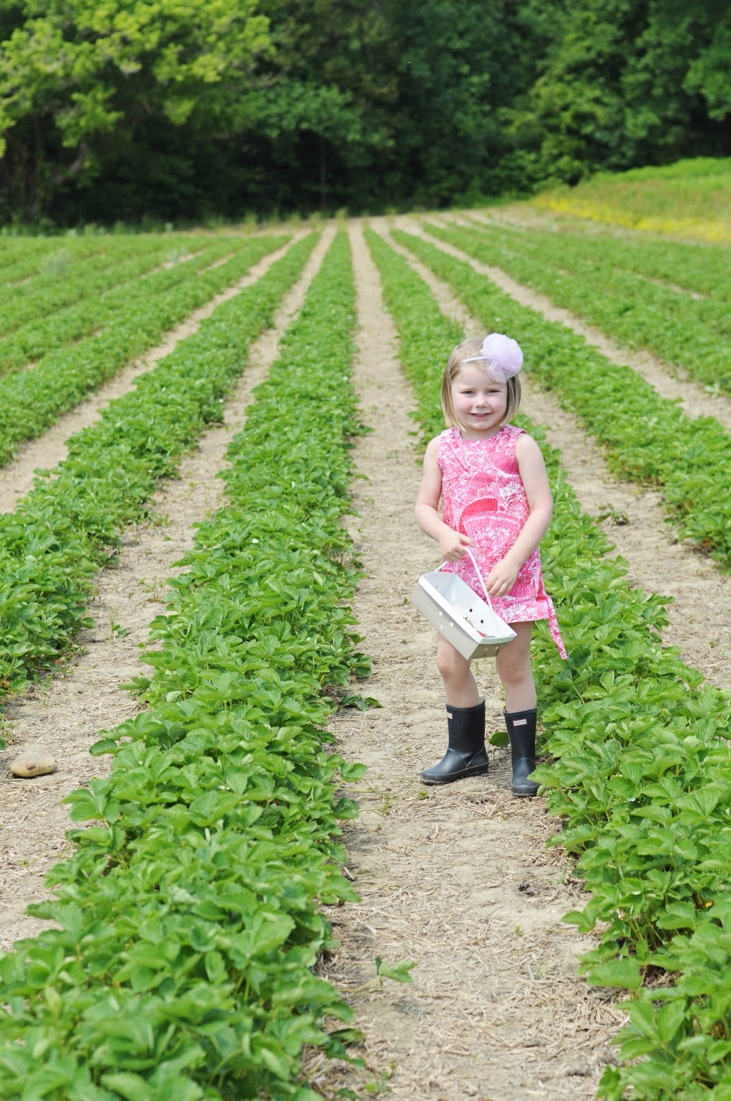 Strawberry Picking at Gallmeyer Farms CNN Times IDN
