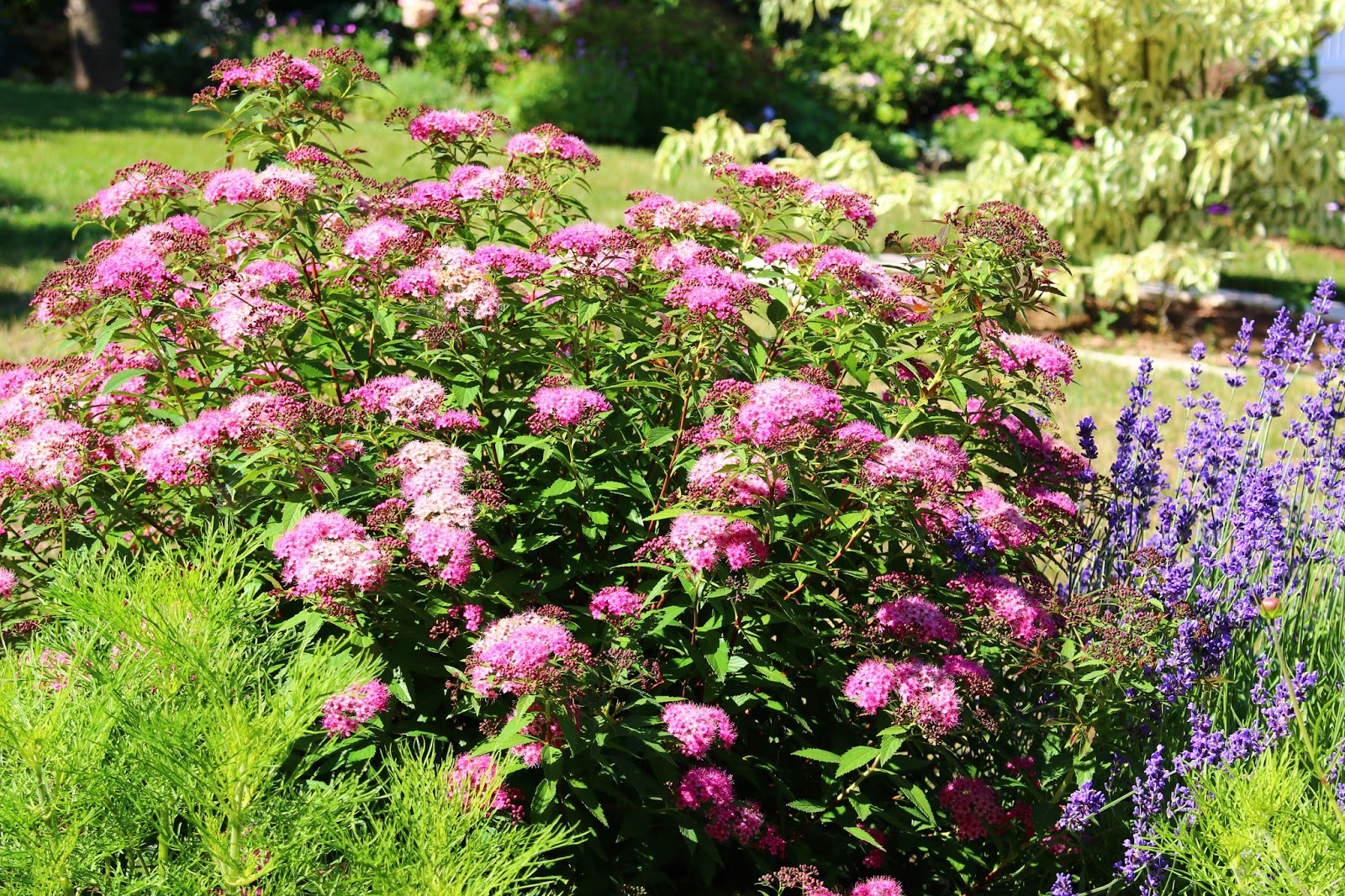 Roses Du Jardin Cheneland Spiraea Japonica Shirobana