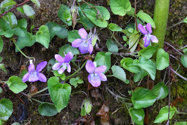 violets