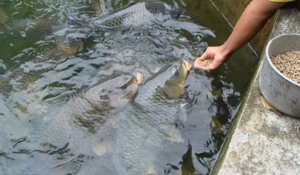 Budidaya Ikan Mas di Kolam