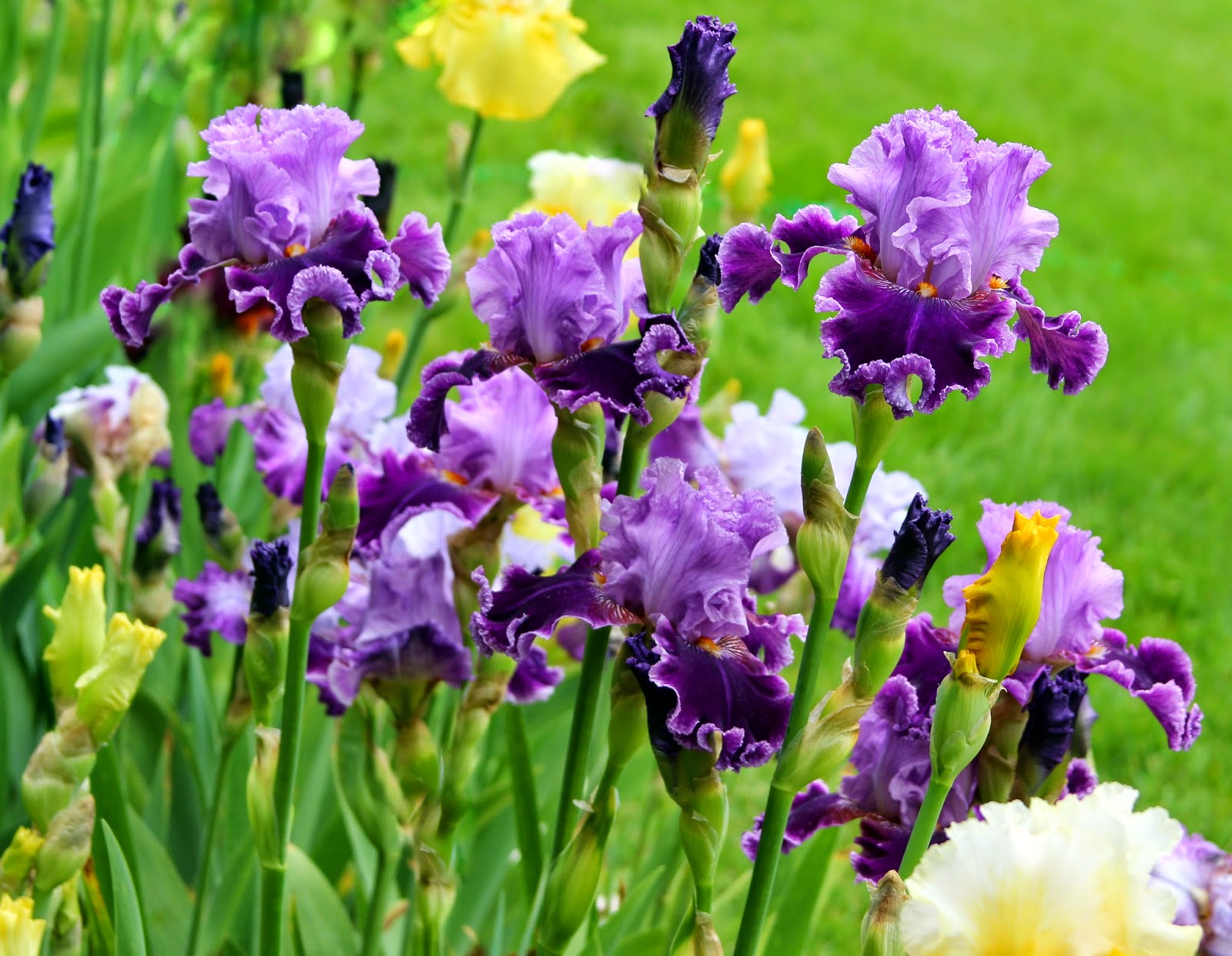 World of Irises: 