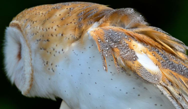 Cryptic camouflage patterns in a Barn Owl's plumage -- "Storm" from RAPTOR, Inc.