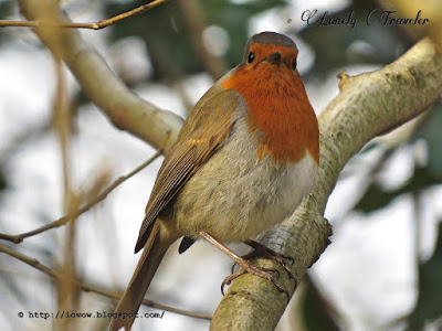 European robin - Erithacus rubecula