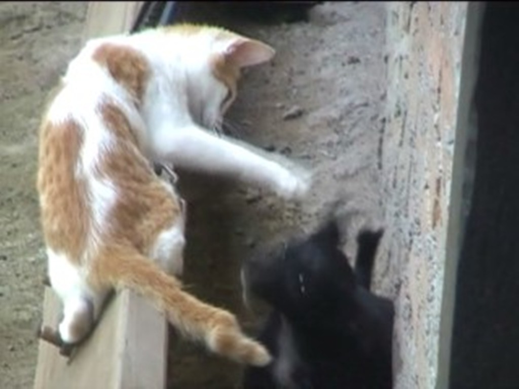 Koleksi Baru Film Animasi Kucing Dan Anjing