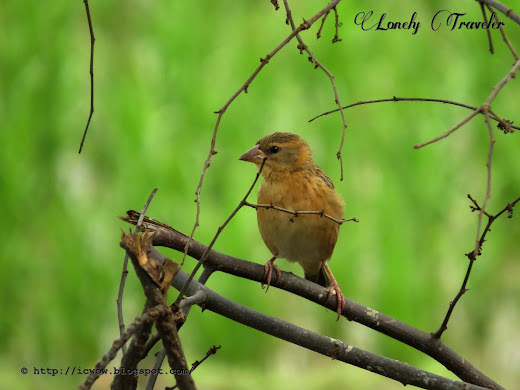 Baya weaver - Ploceus philippinus