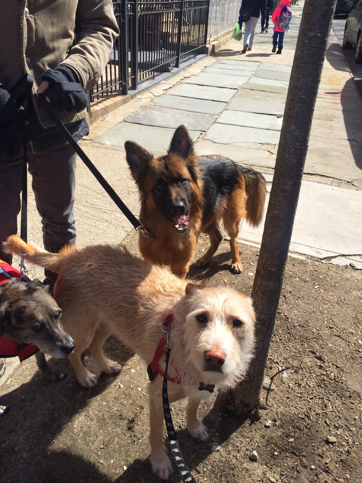 Jason The Dog Walker and Company.