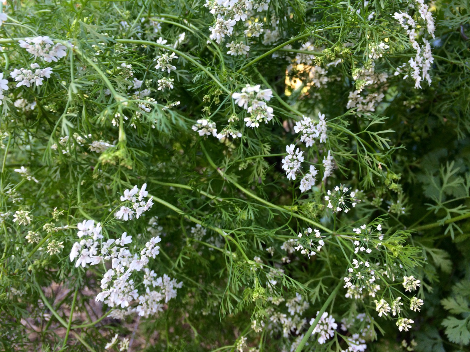 10 Reasons Why Cilantro Is Good For You Our Permaculture Life
