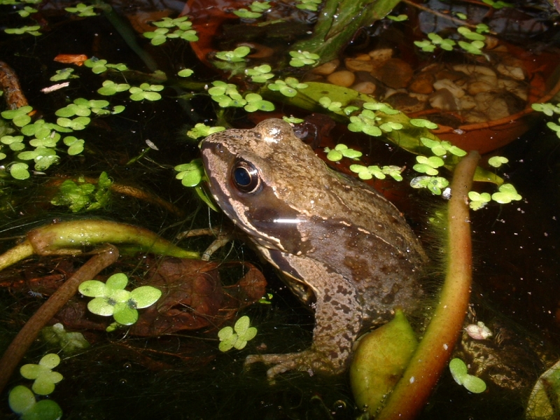 Common Frog Animal Wildlife