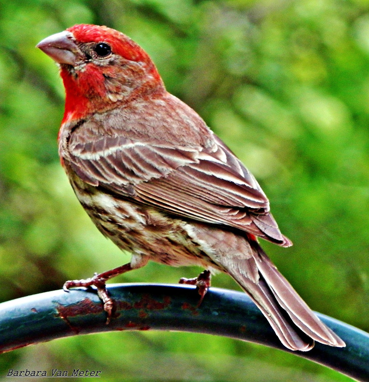 Arkansas Through My Eyes