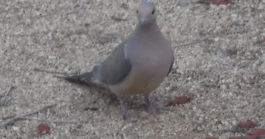 Oddball Observations : COO, COO, KACHOO