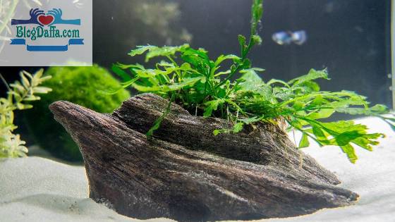 African Water Fern Tanaman aquascape African Water Fern