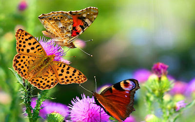 fotos de mariposas sobre las flores - butterfly on flowers - Imágenes gratis de mariposas - Butterflies free photos