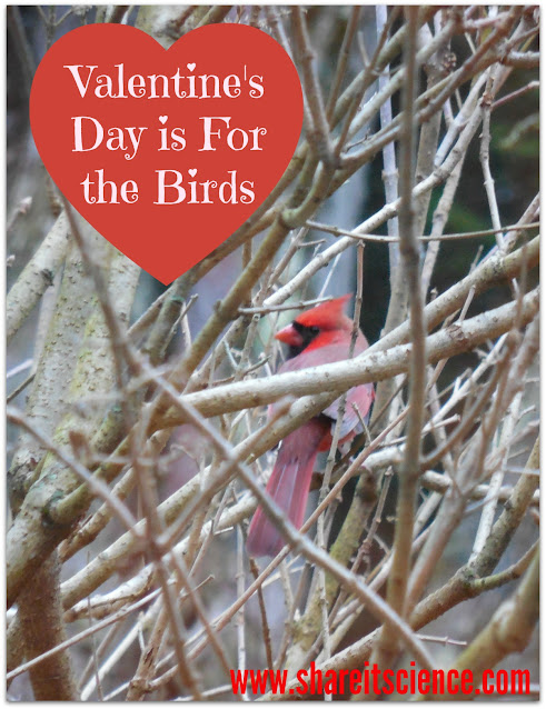 Make a Valentine's Day Treat for the Birds Bird feeder