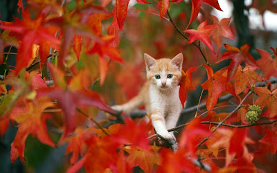cat_in_autumn