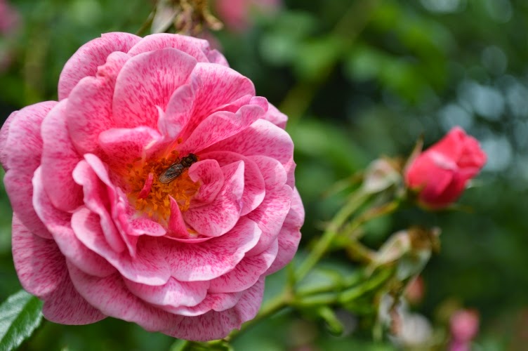 Hradec králové, rosarium, rozárium, 2014, zlatá růže hradce králové, česká republika, czech republic, rose, růže