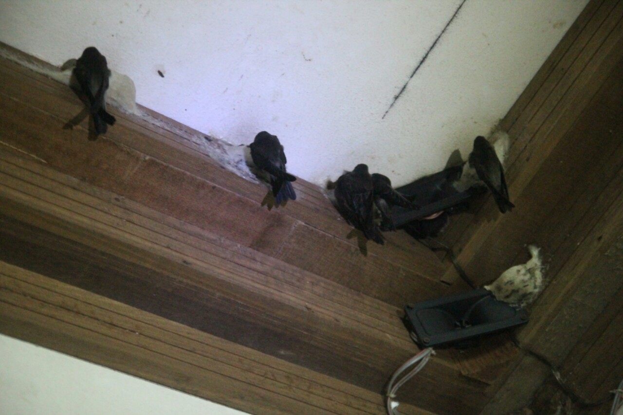 NUMIT Bird Nest 浓密燕窝 BIRD's NEST ORIGINATED FROM TAIPING, MALAYSIA