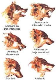 Antonio : Manada de lobos