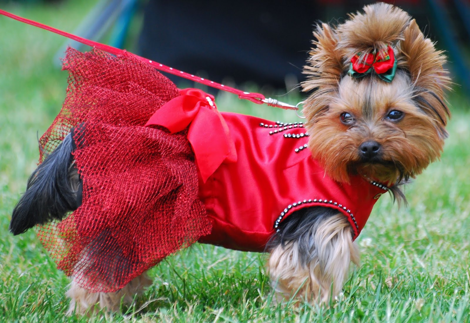 15 Of The Smallest Dog Breeds In The World Pets Lovers 15-of-the-smallest-dog-breeds-in-the-world-pets-lovers