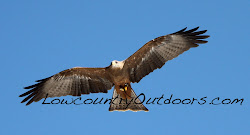 birds kite lowcountry outdoors prey flying center carolina