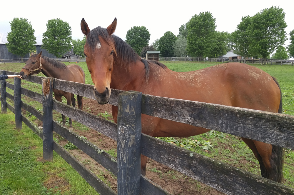 White Horse Productions Blog