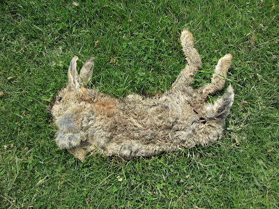 Mxyomatosis  - Rabbit (Glaisdale Moor)