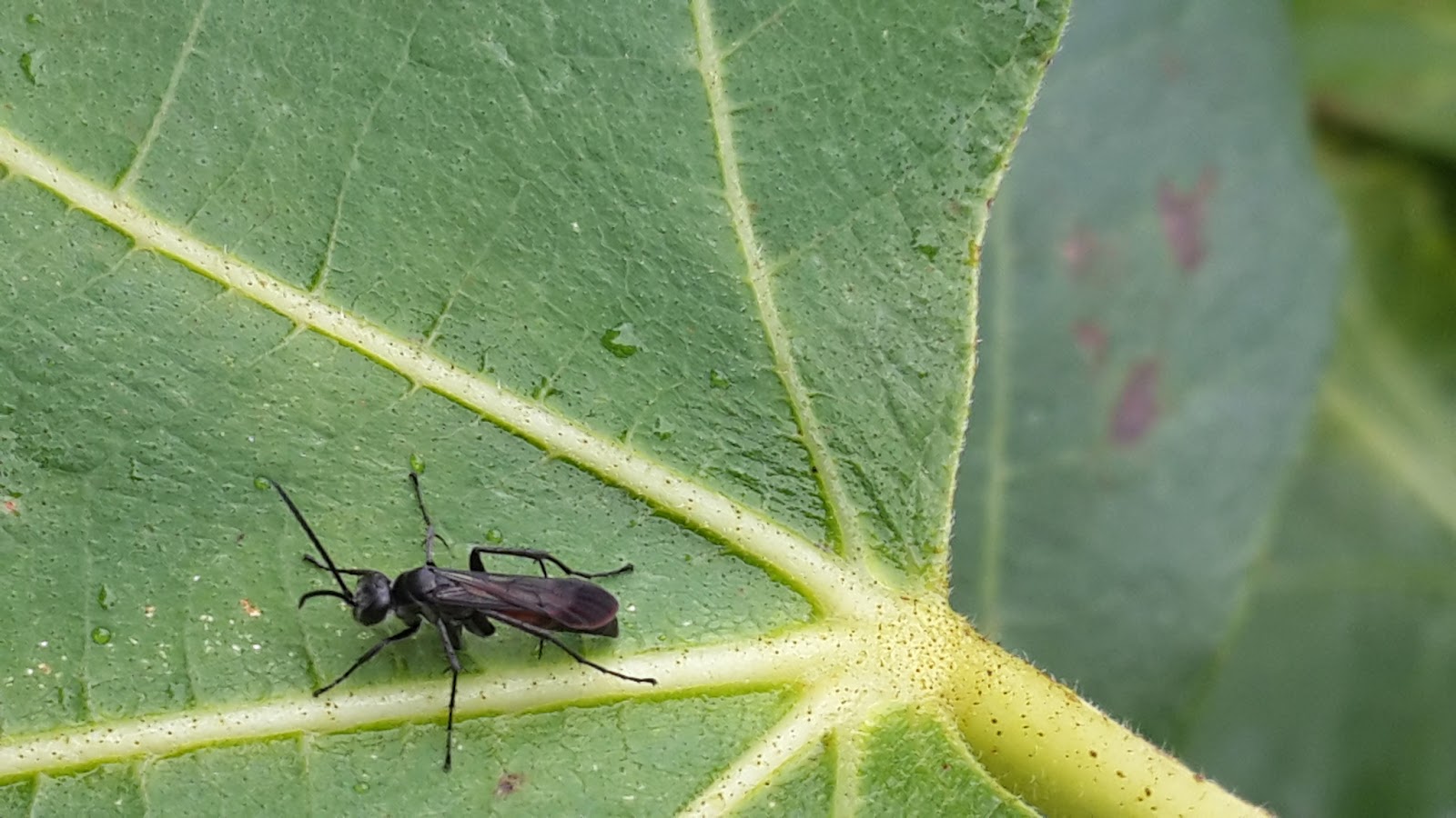 Jacot's Garden Fig wasp in Grahamstown?