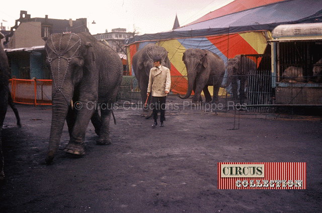 les éléphants du Cirque Franz Althoff 