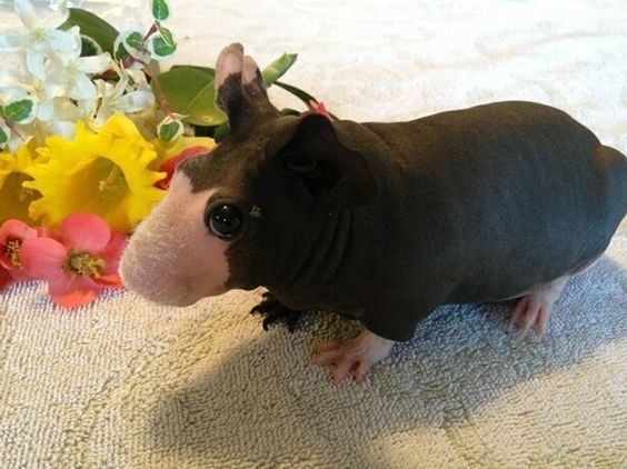 The Skinny Pig Lab Guinea Pigs Turned Domestic Pet The Pets Dialogue