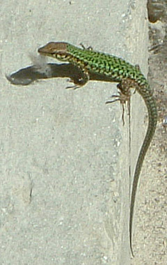 Maltese Wall Lizard (male).  On steps between Admin building and Block 10