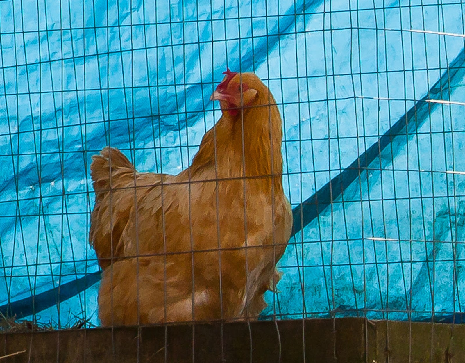 Lincoln's Domain Cats, and Chickens on the Farm