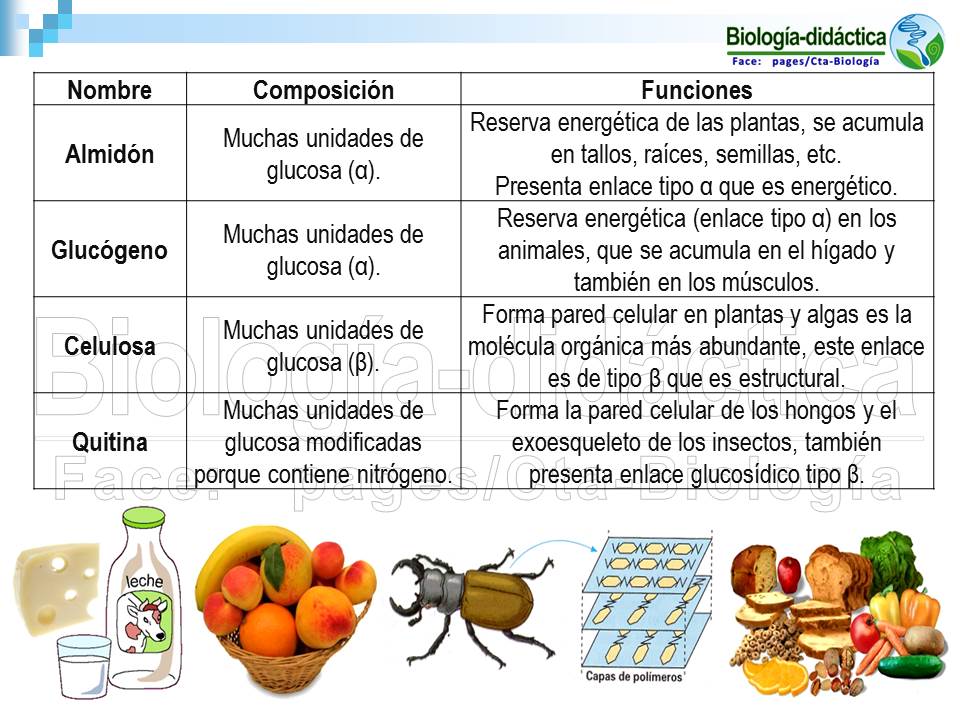 Biología didáctica NSC 4° Carbohidratos o Glúcidos Biología didáctica NSC 4° Carbohidratos o Glúcidos