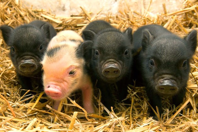 Hình con heo đẹp nhất