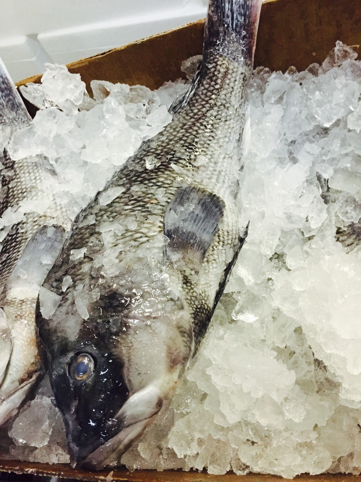 The Edible Ocean Seasonal Update Black Sea Bass