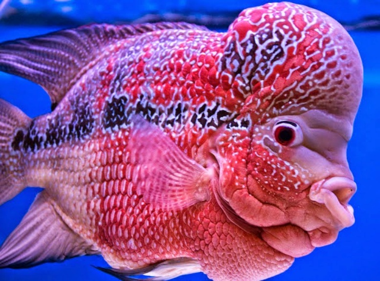 FLOWERHORN FISH photos wallpapers (ανανεωμένο) the fun bank