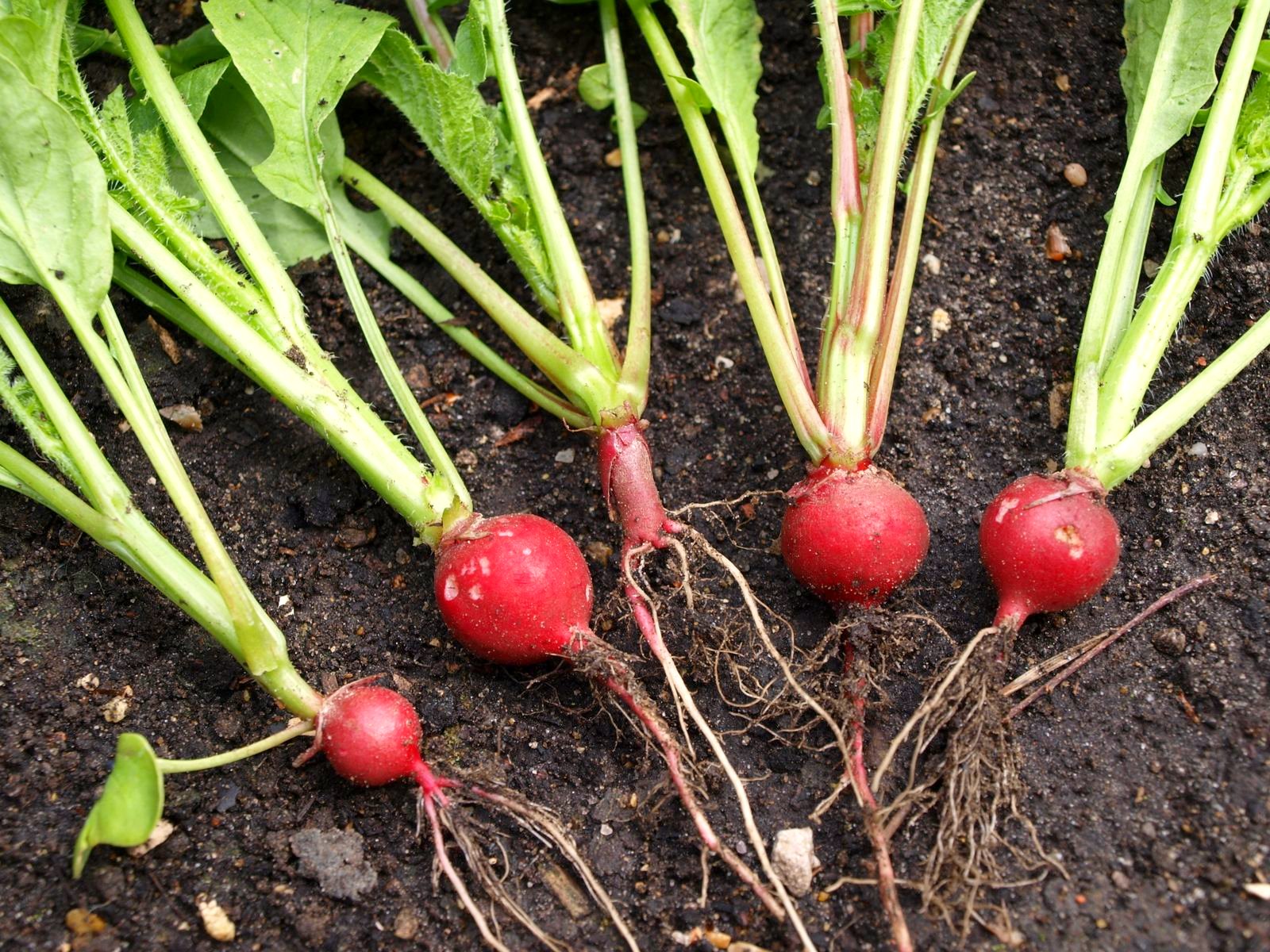 Mark's Veg Plot Growing Radishes