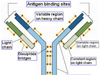 Antibody Diagram Antibody Diagram
