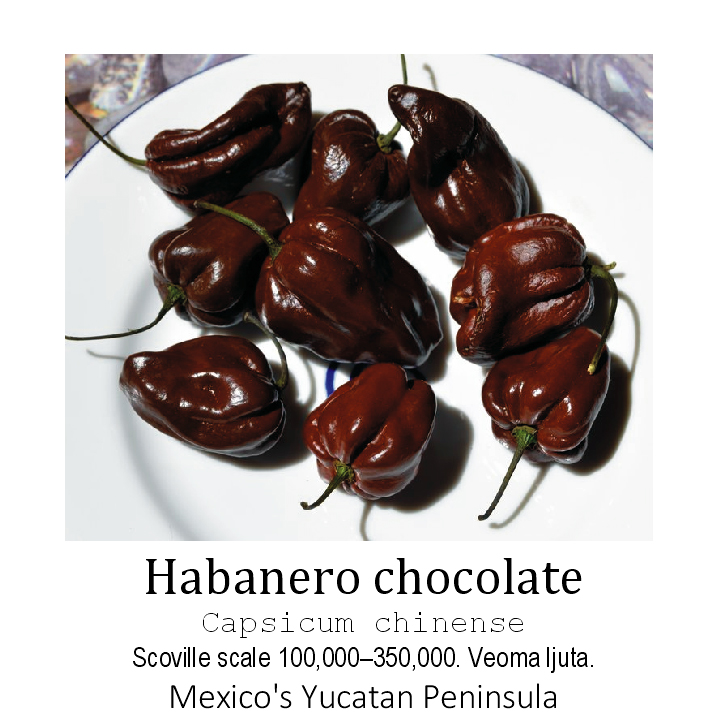 Čili Zaječar Chocolate Habanero