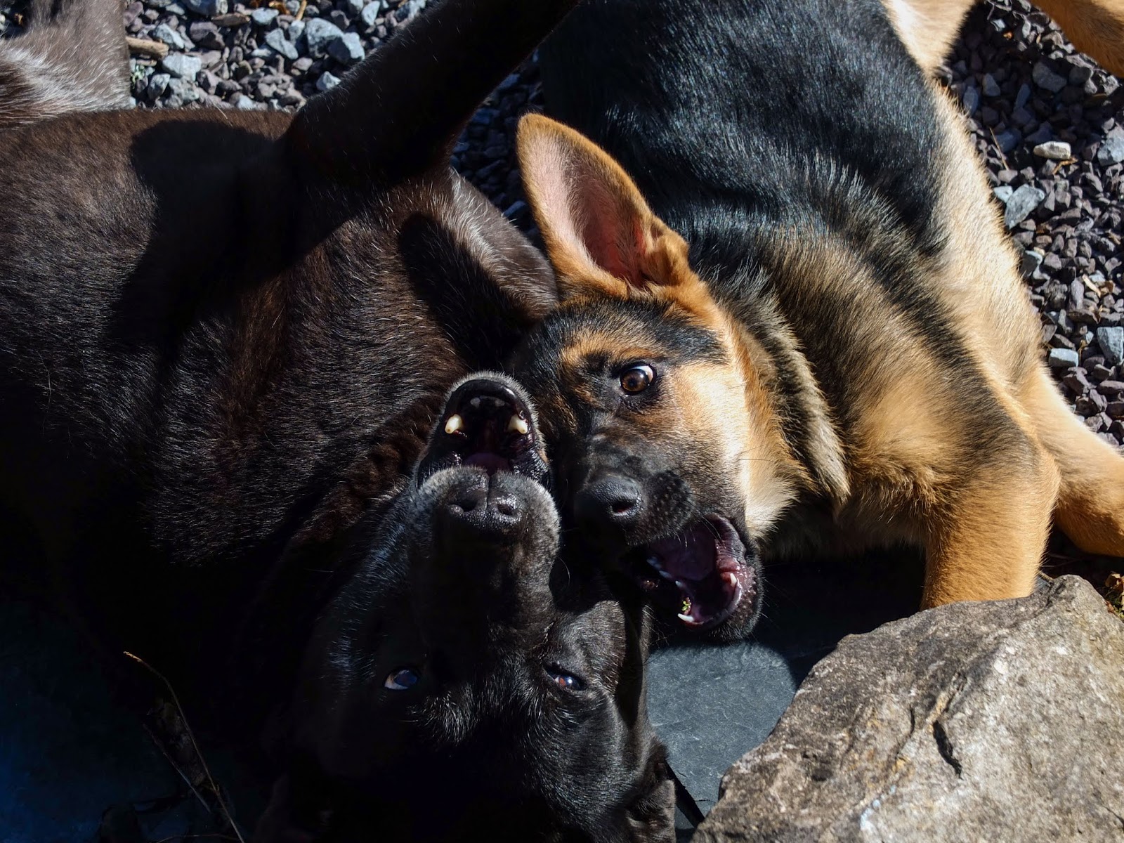 Judy a black Labrador and Nala a German Shepherd puppy playing together in the sun.