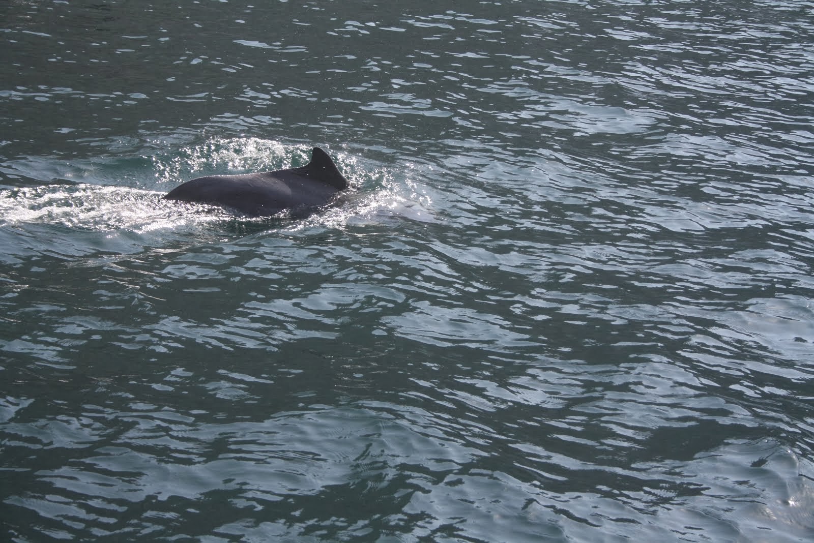 Dolfijnen in Musandam