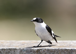 flycatcher collared neale paul birds blogthis