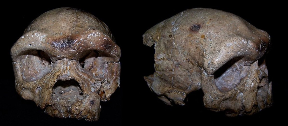dispatches from turtle island was the dali skull a denisovan heidelbergensis size