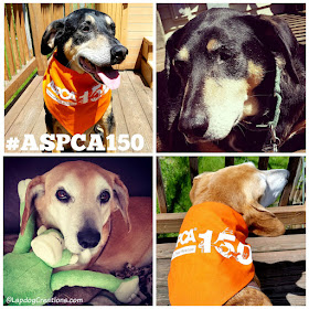 Teutul & Sophie are both proud #RescueDogs and wish a Happy 150th Anniversary to the ASPCA! #ASPCA150 #RescueDog #SeniorDogs #AdoptDontShop #LapdogCreations ©LapdogCreations