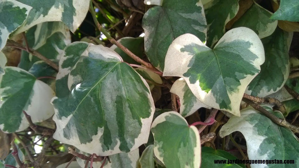 Hidra (Hedera helix), planta trepadora