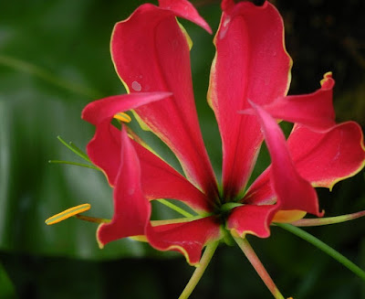 Bunga Gloriosa Superba atau Kembang Sungsang
