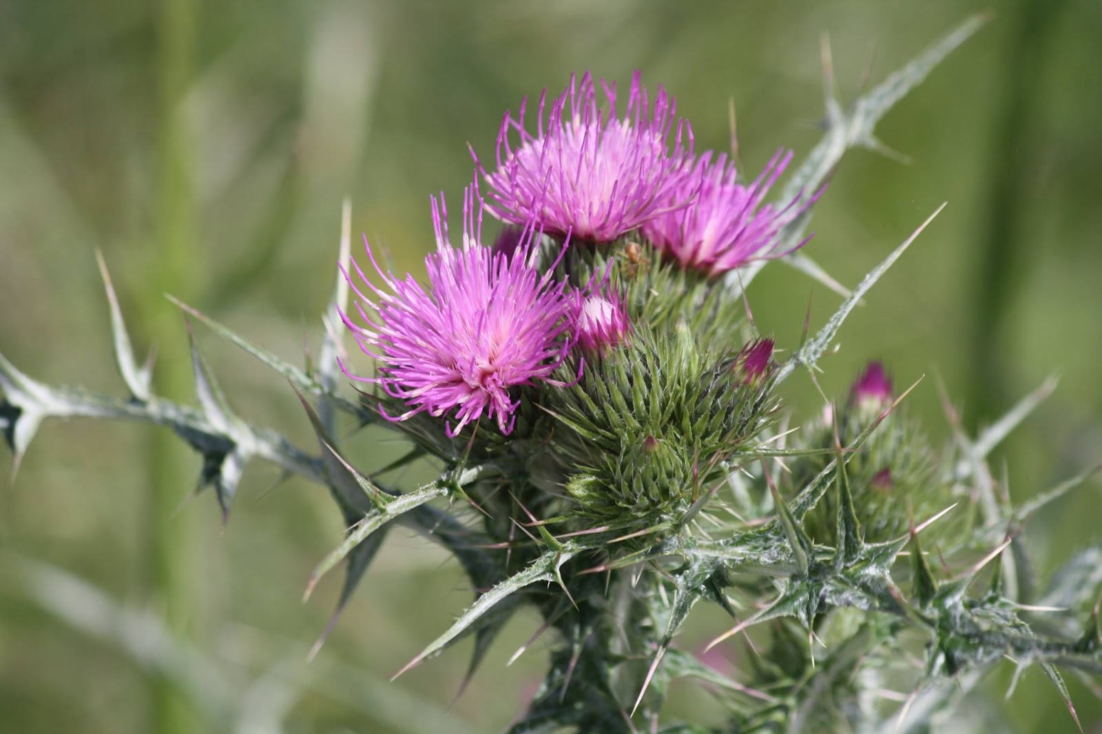Lebução de Valpaços O cardo mariano é uma planta